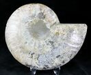 Cut Ammonite Fossil (Half) - Agatized #20568-1